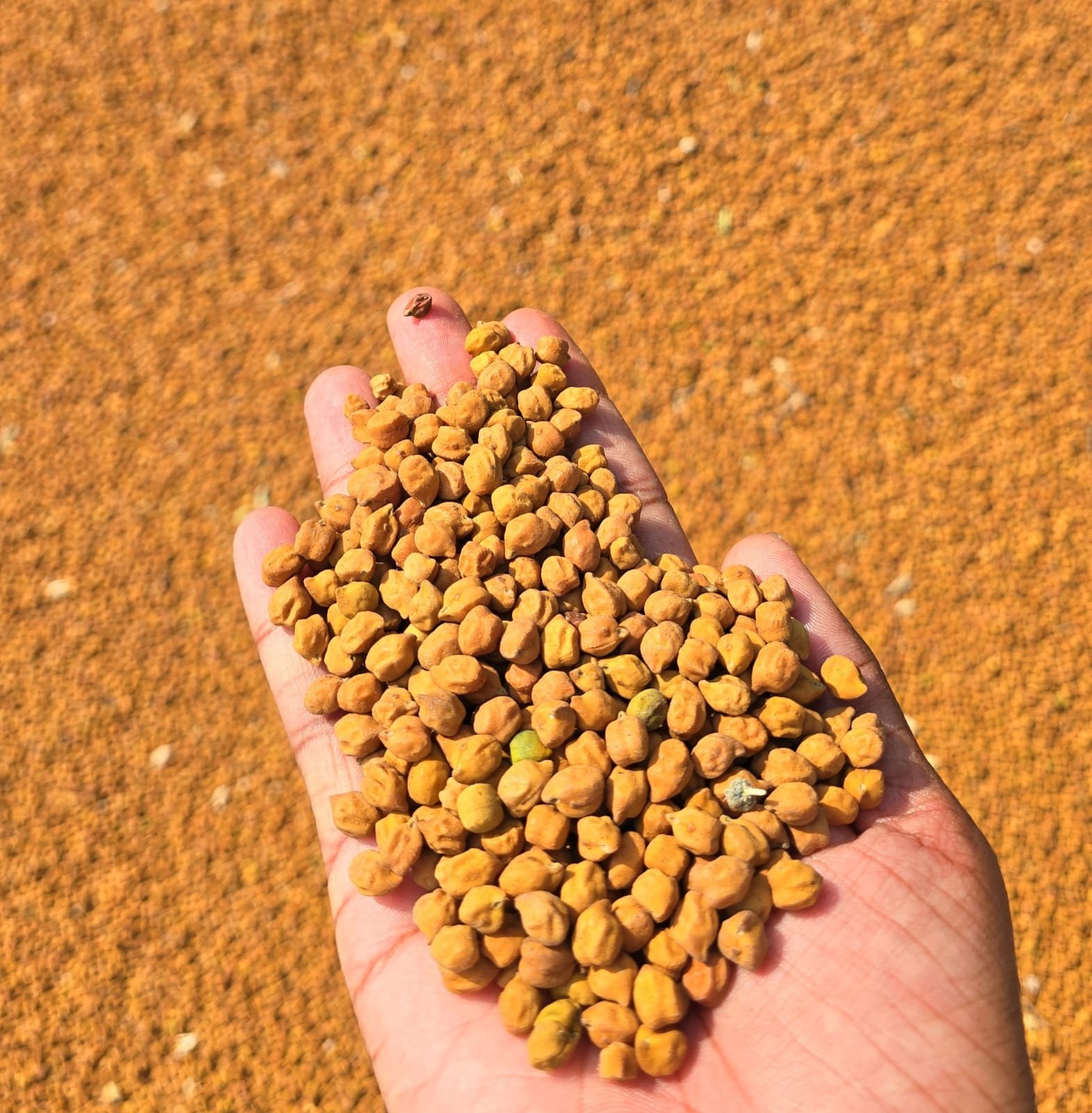 Chickpeas - Image 2