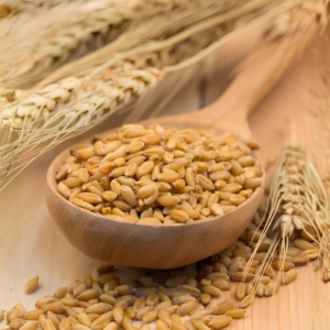 Wheat