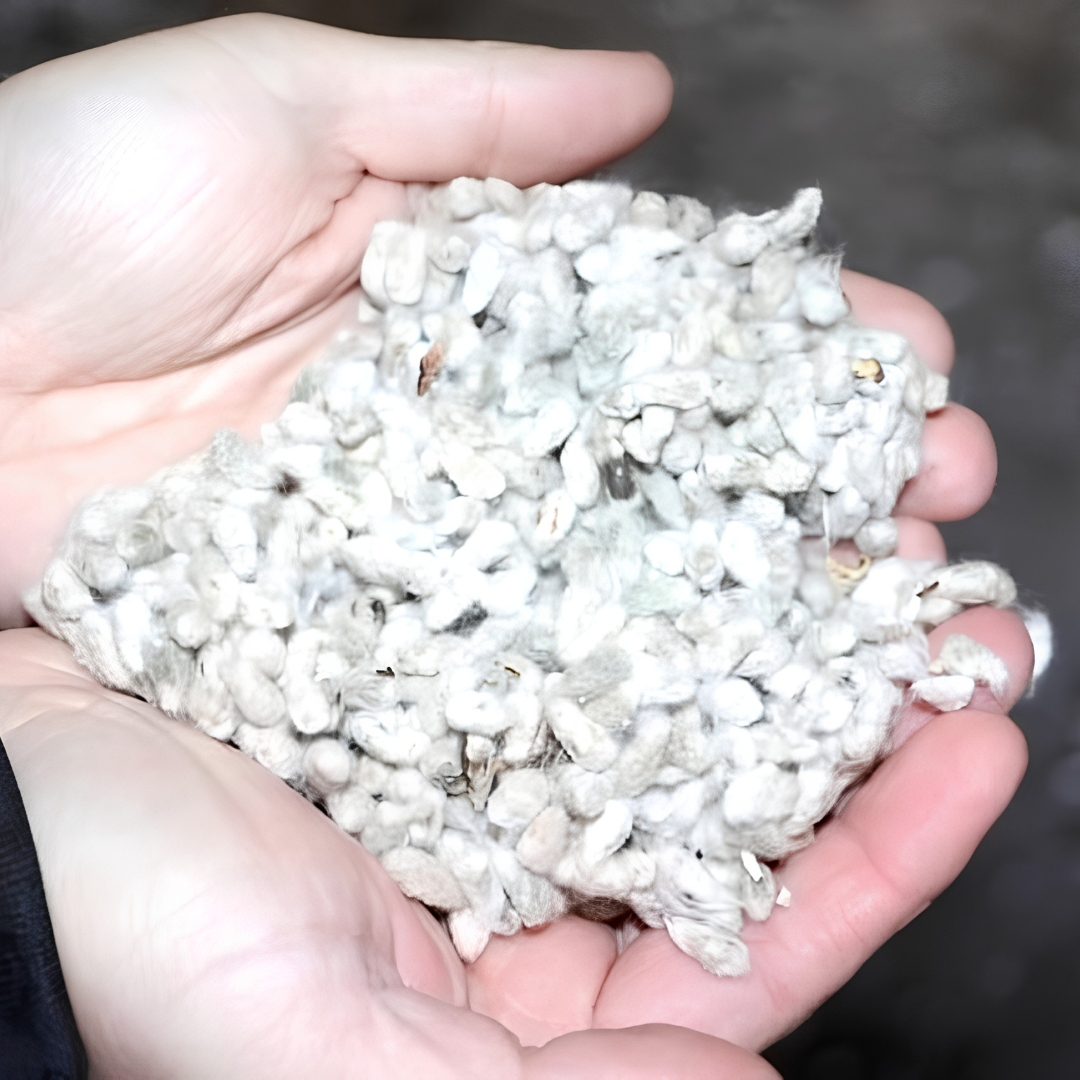 Cotton Seed